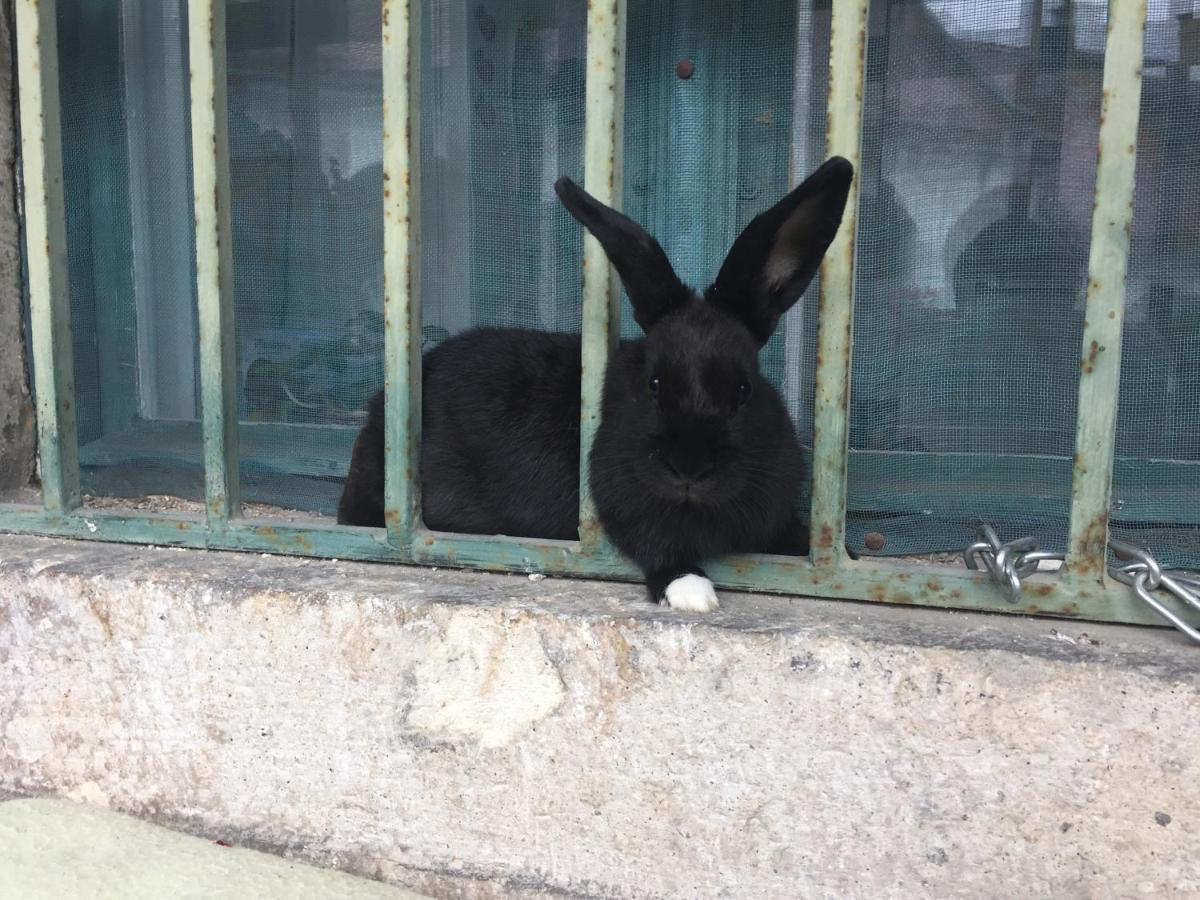 Forst-Ház Apartman Eger Esterno foto